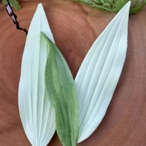 Marcador Folha de Tulipa e Alstroméria