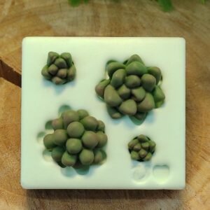 Molde de Silicone Suculentas