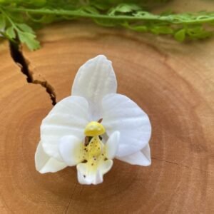 Cortador Orquídea PP