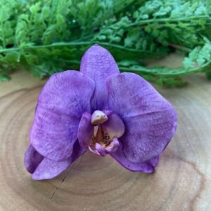 Cortador Orquídea G